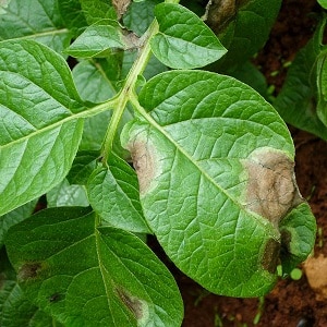 Pelbagai kentang masak awal Nandina dengan kualiti penyimpanan yang baik