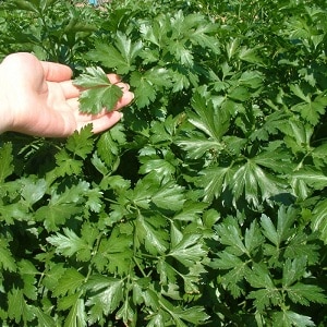 Review of the parsley variety Italian Giant