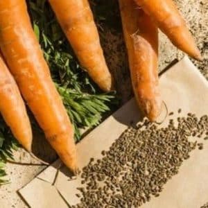 When is it time to collect carrot seeds and how to do it correctly