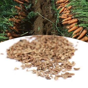 When is it time to collect carrot seeds and how to do it correctly