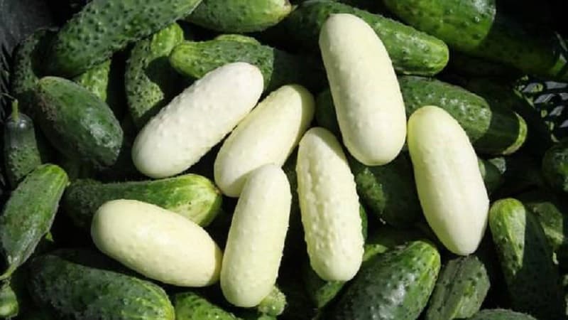 Exotics sa iyong mga kama - puting mga pipino: mga varieties, lumalagong mga katangian at mga pagkakaiba mula sa mga berde