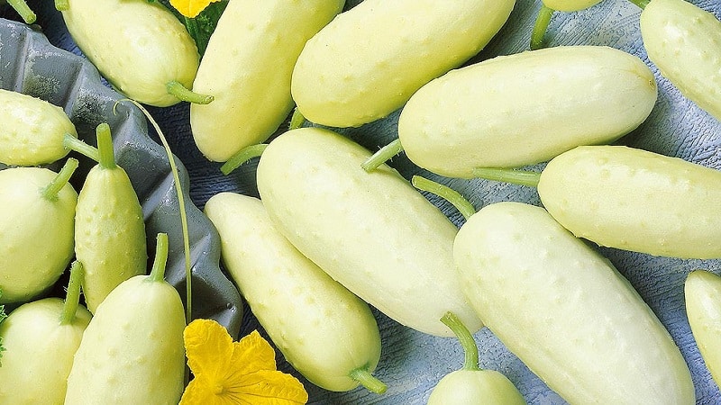 Exotics sa iyong mga kama - puting mga pipino: mga varieties, lumalagong mga katangian at mga pagkakaiba mula sa mga berde