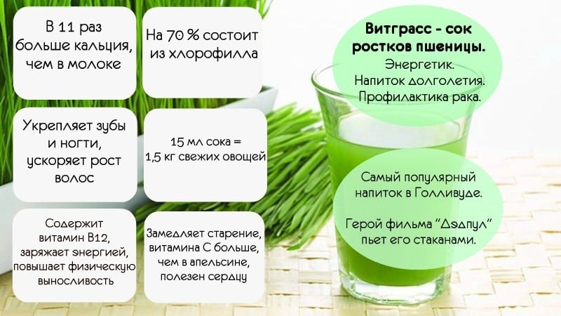 Lợi ích tối đa trong một ly: pha và uống nước ép cỏ lúa mì đúng cách