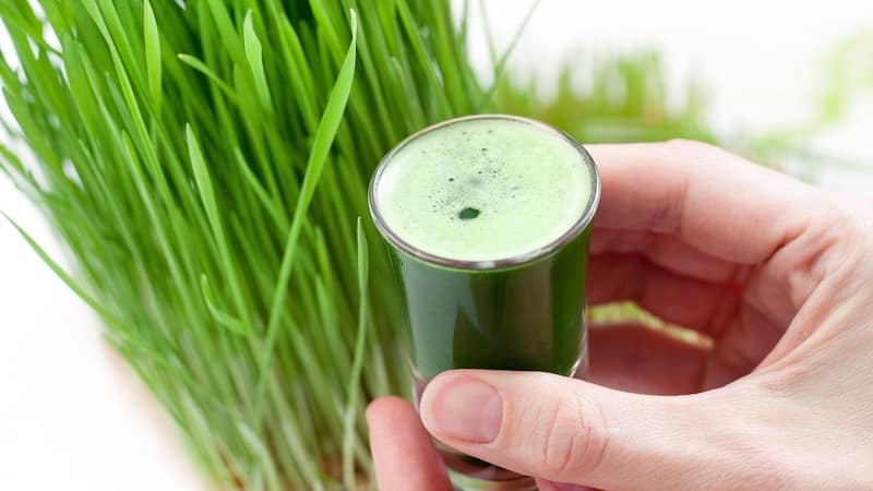 Massimi benefici in un bicchiere: prepara e bevi correttamente il succo di erba di grano