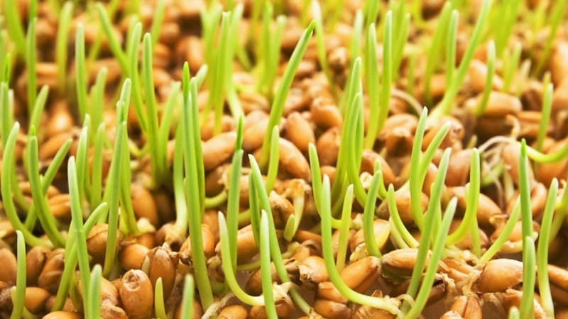 Massimi benefici in un bicchiere: prepara e bevi correttamente il succo di erba di grano