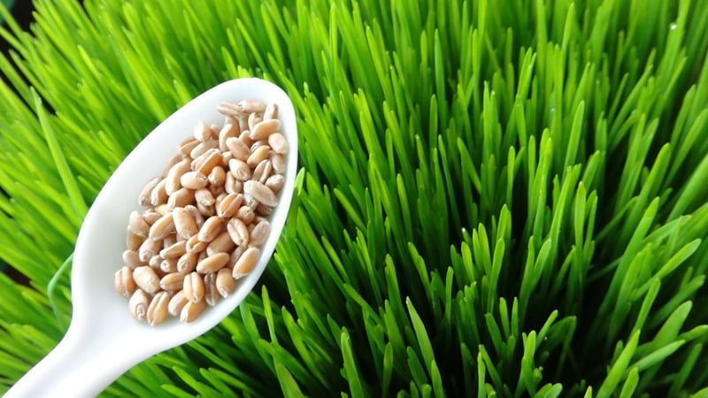 Faedah maksimum dalam satu gelas: sediakan dan minum jus wheatgrass dengan betul