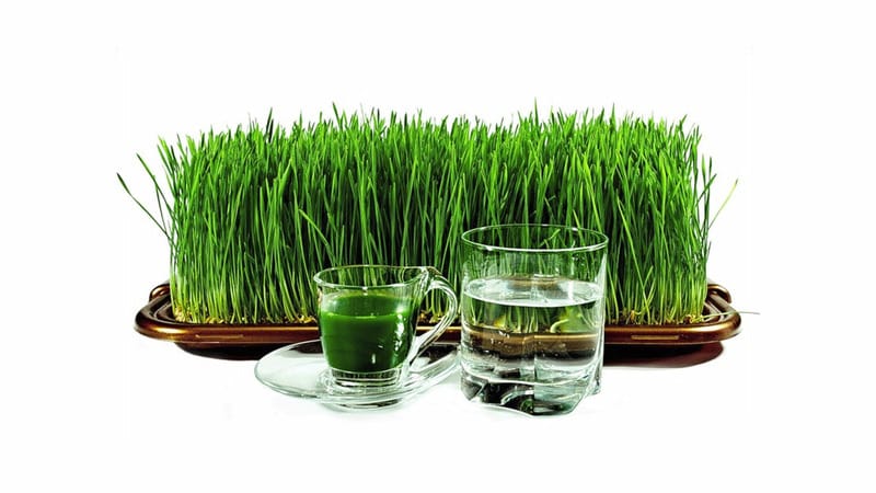 Faedah maksimum dalam satu gelas: sediakan dan minum jus wheatgrass dengan betul