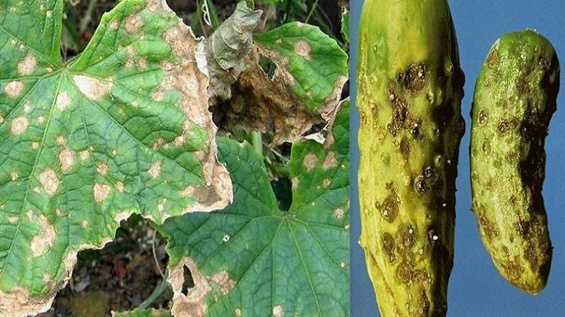 What to do for bacteriosis of cucumbers - treatment with effective methods