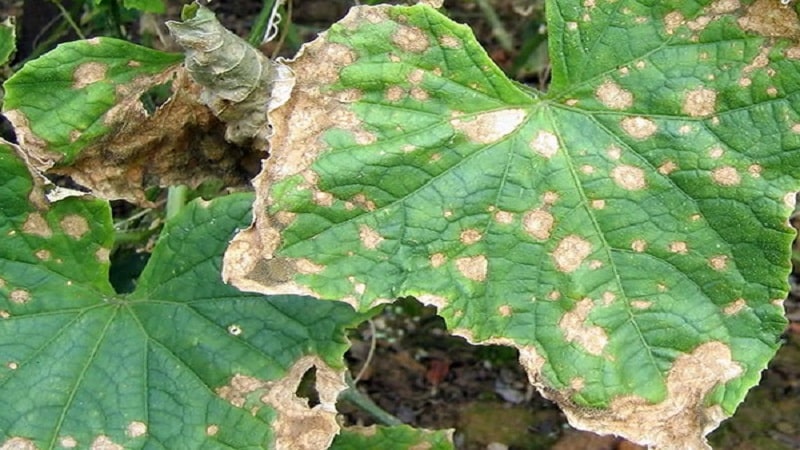 O que fazer com a bacteriose de pepinos - tratamento com métodos eficazes