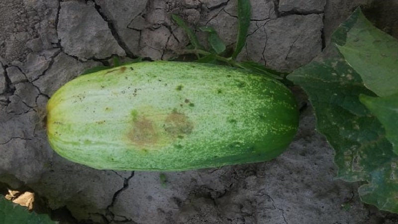 What to do for bacteriosis of cucumbers - treatment with effective methods