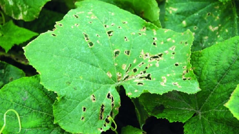 O que fazer com a bacteriose de pepinos - tratamento com métodos eficazes