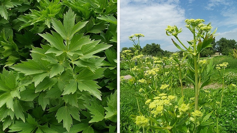 Care este diferența dintre leuștean și țelină sau sunt același lucru?