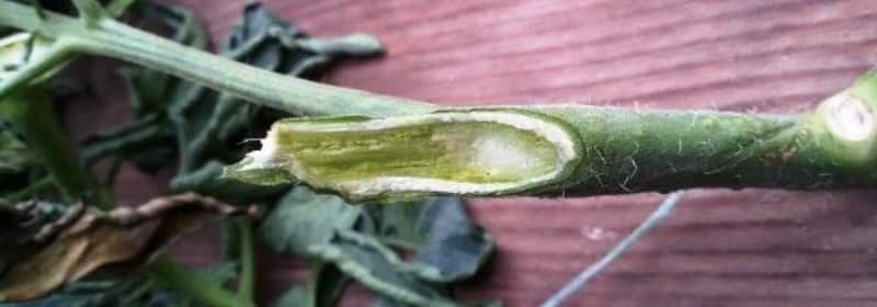 Was sind die Krankheiten von Tomaten im Gewächshaus und wie kann man sie bekämpfen?