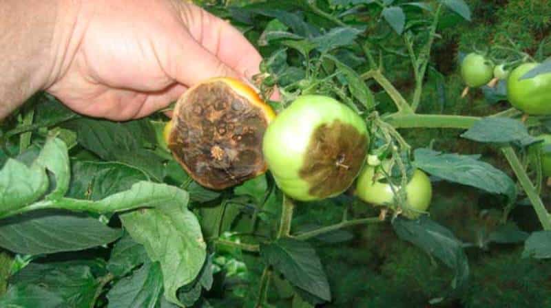 Was sind die Krankheiten von Tomaten im Gewächshaus und wie kann man sie bekämpfen?