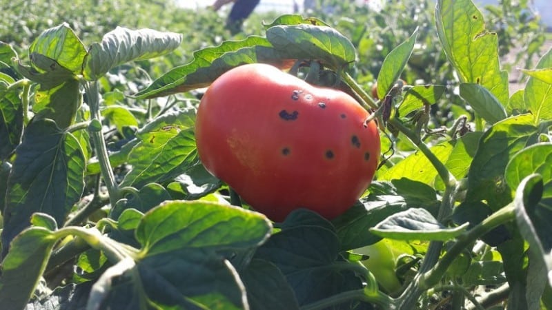 Was sind die Krankheiten von Tomaten im Gewächshaus und wie kann man sie bekämpfen?