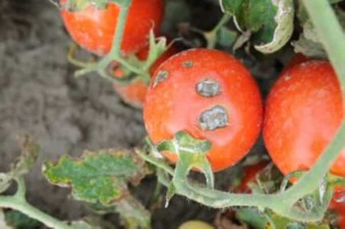 Was sind die Krankheiten von Tomaten im Gewächshaus und wie kann man sie bekämpfen?