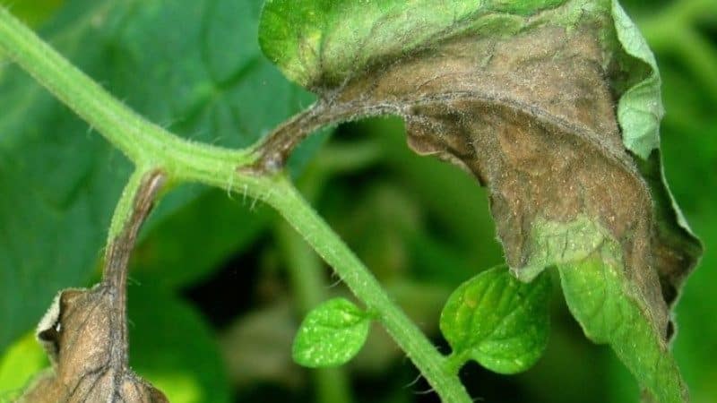 Was sind die Krankheiten von Tomaten im Gewächshaus und wie kann man sie bekämpfen?