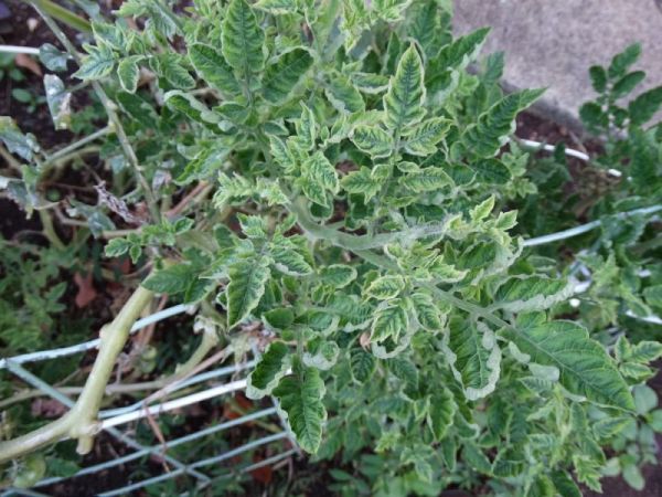 Was sind die Krankheiten von Tomaten im Gewächshaus und wie kann man sie bekämpfen?