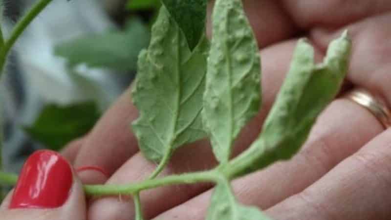 Was sind die Krankheiten von Tomaten im Gewächshaus und wie kann man sie bekämpfen?