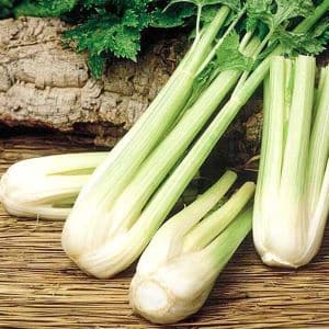 Isang sunud-sunod na gabay sa paglaki ng petiole celery sa labas