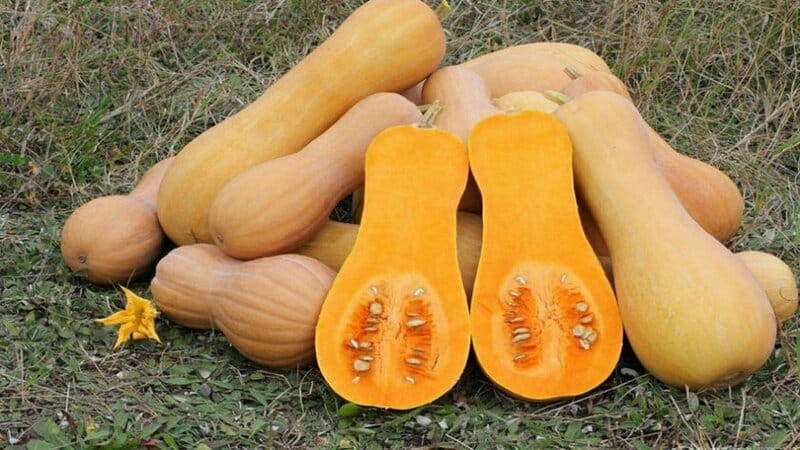 Verdura ipocalorica, ma allo stesso tempo dolce con un aroma gradevole: zucca al miele