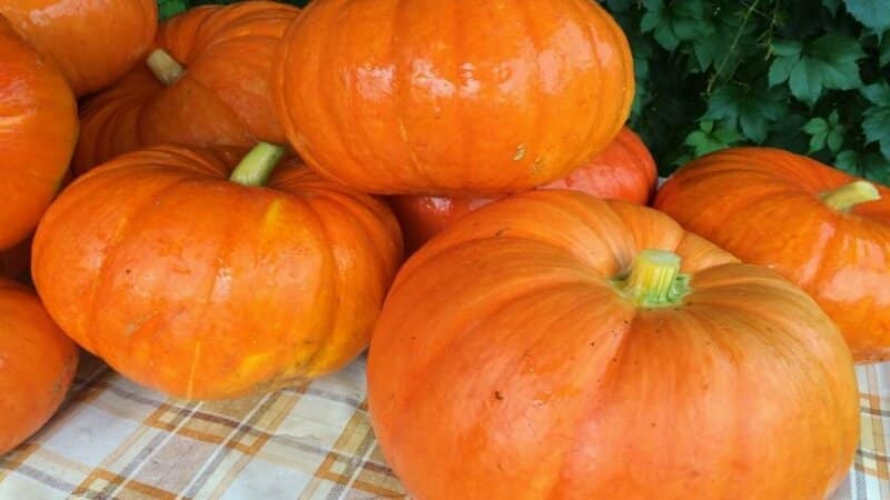 Verdura baja en calorías, pero al mismo tiempo dulce y con un aroma agradable: calabaza con miel.