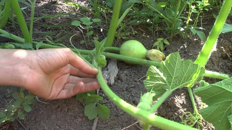 Légume faible en calories, mais en même temps sucré avec un arôme agréable - Citrouille au miel