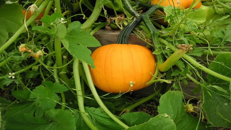 Légume faible en calories, mais en même temps sucré avec un arôme agréable - Citrouille au miel