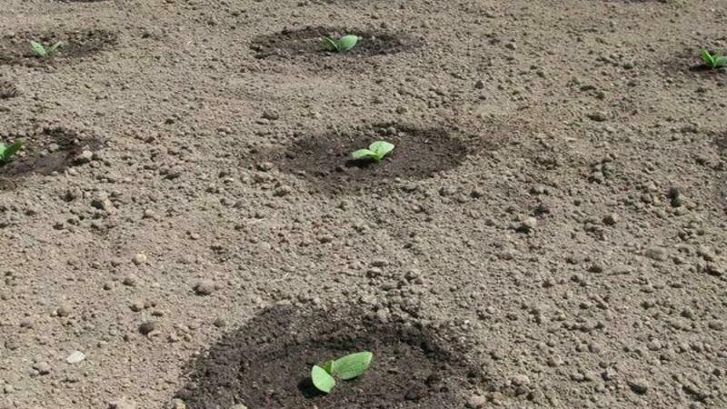 Légume faible en calories, mais en même temps sucré avec un arôme agréable - Citrouille au miel