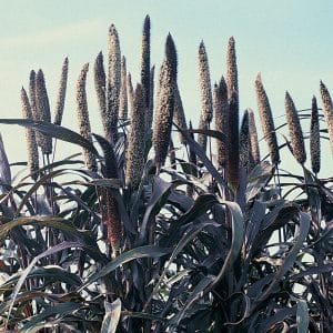 Como cultivar milheto em terreno aberto e usá-lo na fazenda