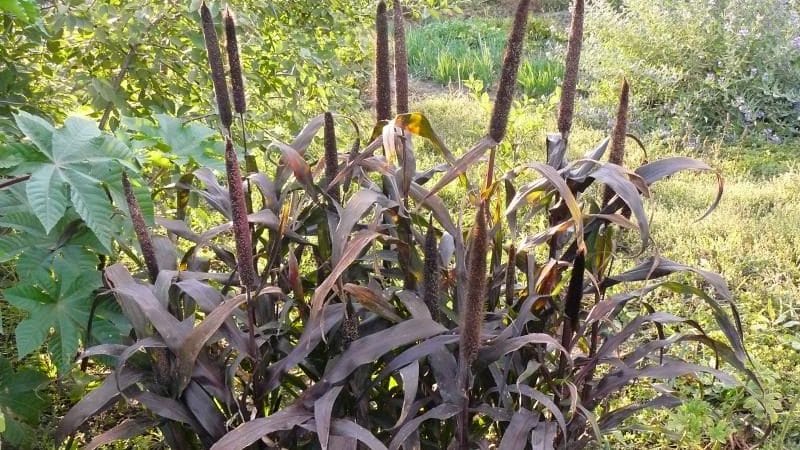 Como cultivar milheto em terreno aberto e usá-lo na fazenda