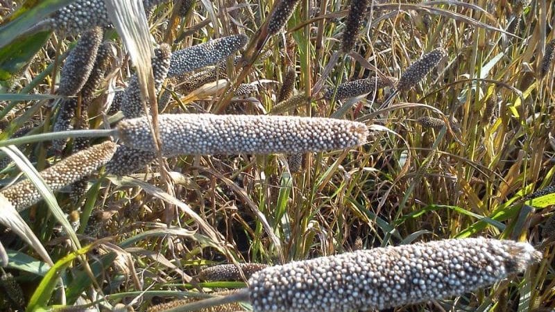 Cómo cultivar mijo perla en campo abierto y utilizarlo en la granja.