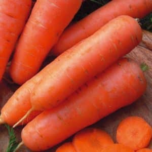 Ibrido di carota a maturazione precoce e di ottima resa: Amsterdam