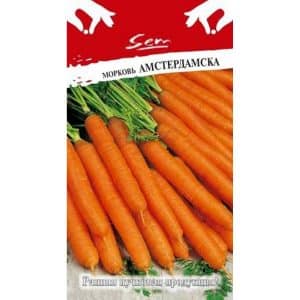 Early maturing carrot hybrid with excellent yield: Amsterdam