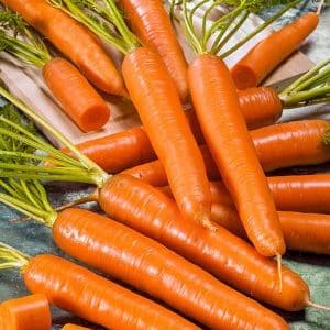 Maagang maturing carrot hybrid na may mahusay na ani: Amsterdam