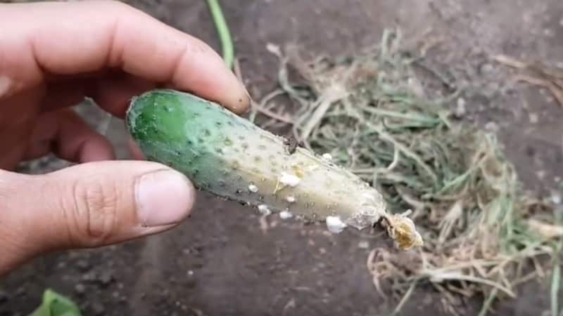 How to cure cucumbers in a greenhouse from white rot