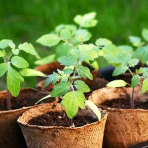 Come nutrire le piantine di pomodoro in modo che abbiano steli carnosi e come farlo correttamente