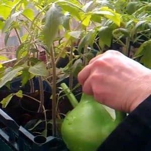 Como alimentar mudas de tomate para que tenham caules roliços e como fazer isso corretamente