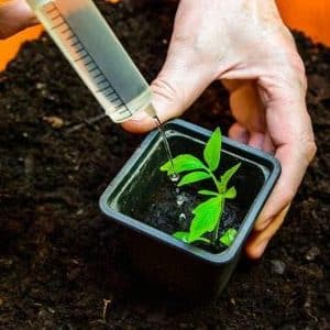 How to feed tomato seedlings so that they have plump stems and how to do it correctly