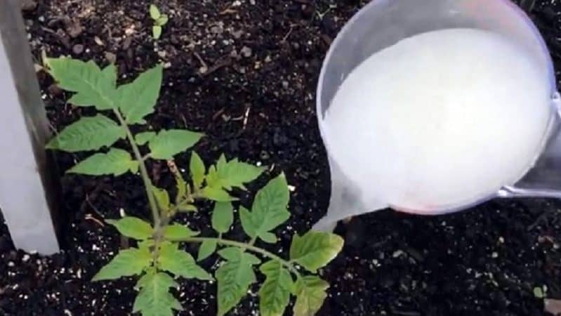 Hur man matar tomatplantor så att de får fylliga stjälkar och hur man gör det på rätt sätt