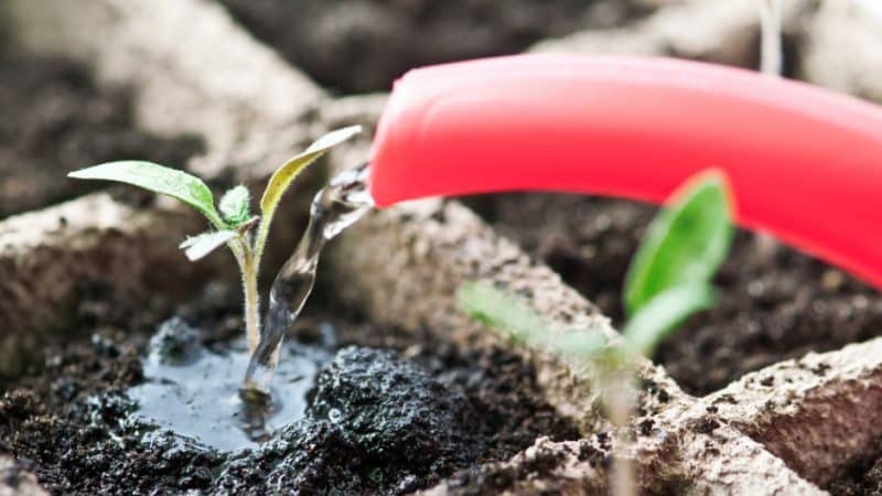 How to feed tomato seedlings so that they have plump stems and how to do it correctly