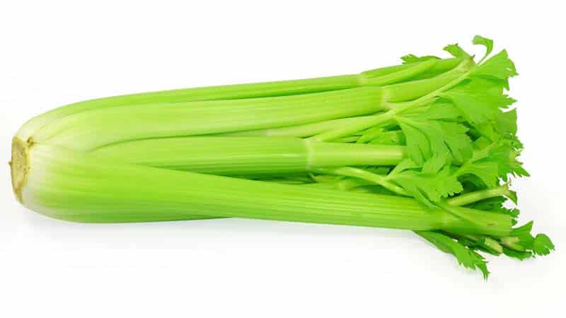 Isang sunud-sunod na gabay sa paglaki ng petiole celery sa labas