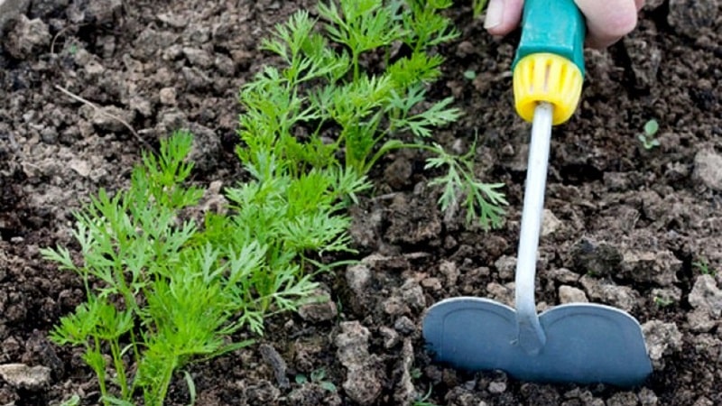 What to do if carrots don’t grow: what is the best way to feed them and how to do it correctly