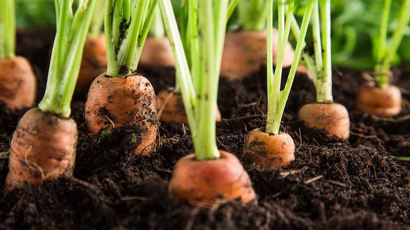 O que fazer se a cenoura não crescer: qual a melhor forma de alimentá-la e como fazê-lo corretamente