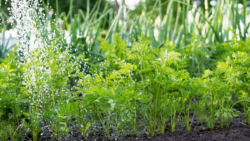 Qué hacer si las zanahorias no crecen: cuál es la mejor forma de alimentarlas y cómo hacerlo correctamente