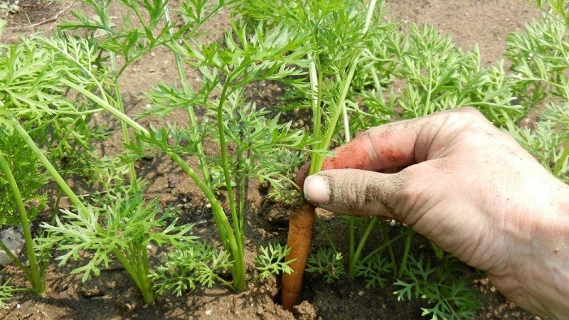 Què fer si les pastanagues no creixen: quina és la millor manera d'alimentar-les i com fer-ho correctament