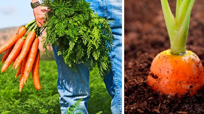 Qué hacer si las zanahorias no crecen: cuál es la mejor forma de alimentarlas y cómo hacerlo correctamente