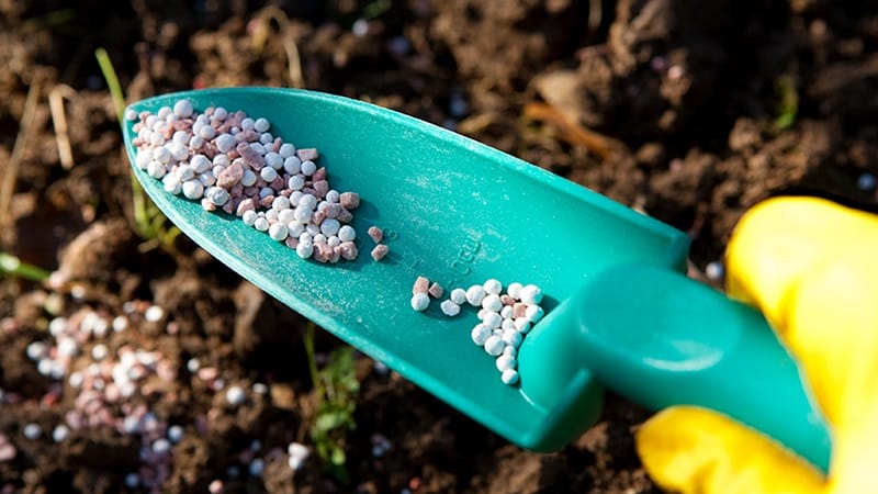 Qué hacer si las zanahorias no crecen: cuál es la mejor forma de alimentarlas y cómo hacerlo correctamente