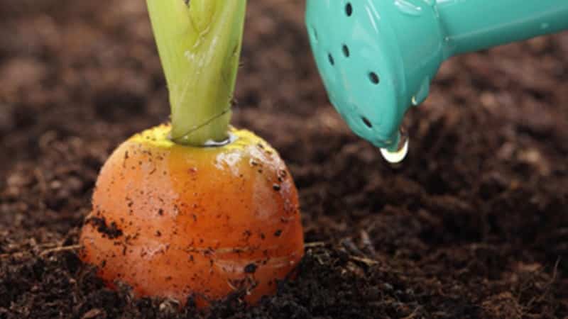 Qué hacer si las zanahorias no crecen: cuál es la mejor forma de alimentarlas y cómo hacerlo correctamente