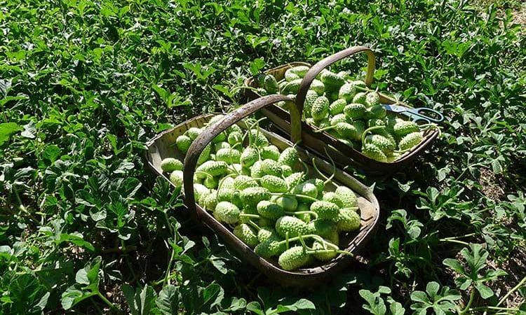 Τι είναι το Anguria και πώς να το καλλιεργήσετε